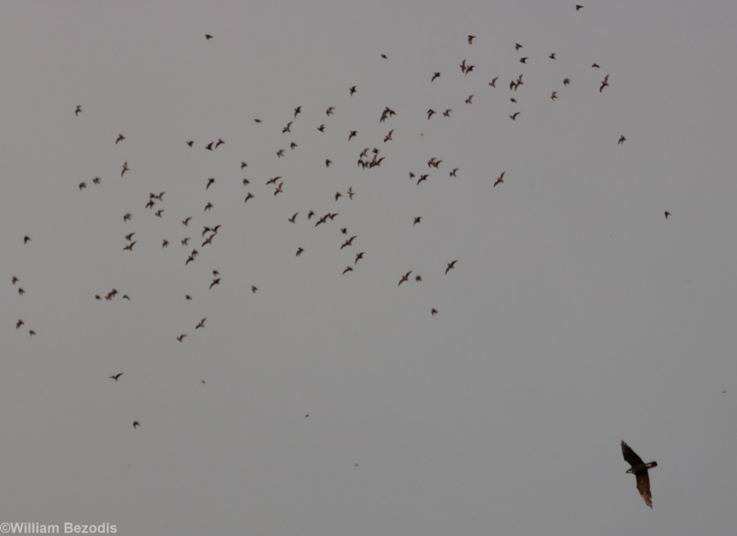 Bat Hawk Hunting - Gomantong