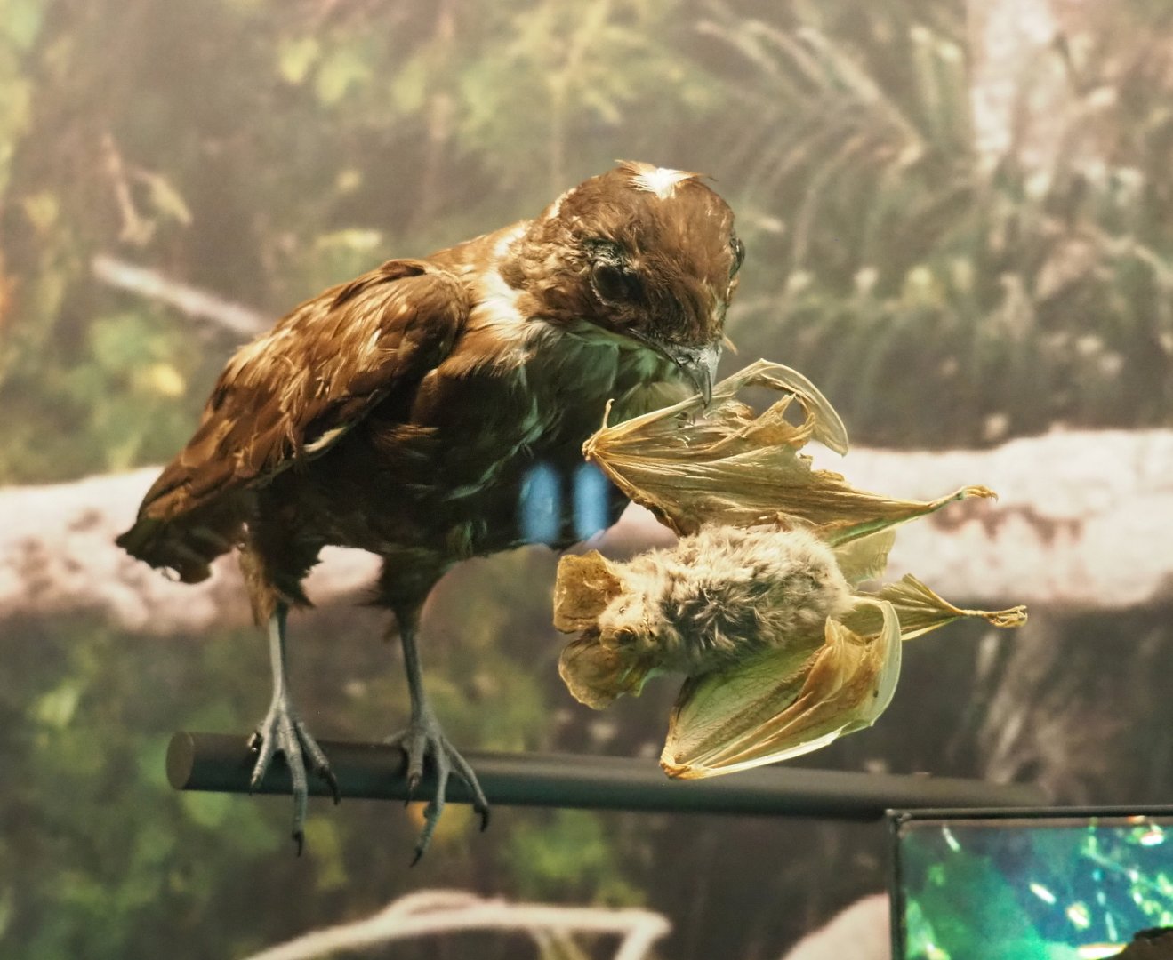Bat hawk (Macheiramphus alcinus) with prey specimens, 2021-10-20