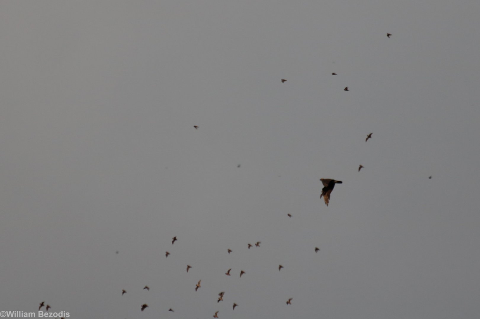 Bat Hawk with Captured Bat - Gomantong