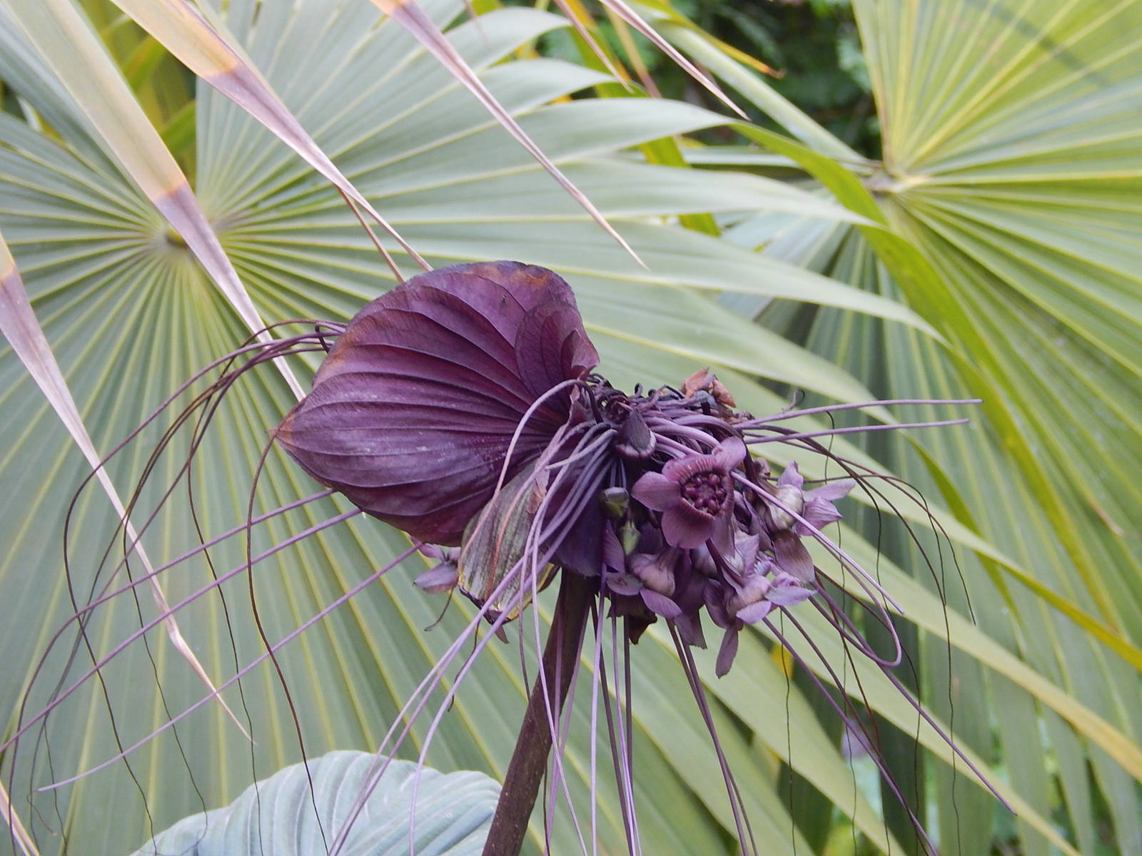 Bat-head Lily (Tacca chantrieri) ?