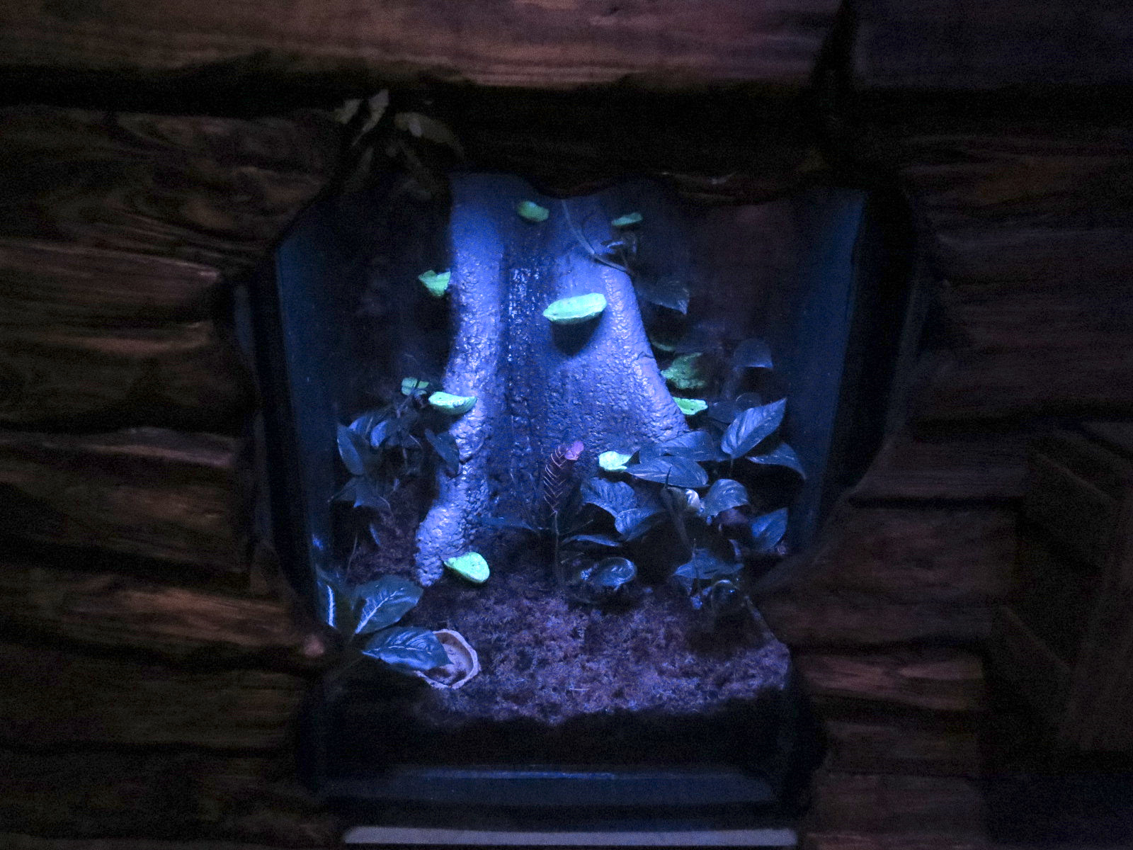 Bat House - Anthony's Poison Arrow Frog Exhibit