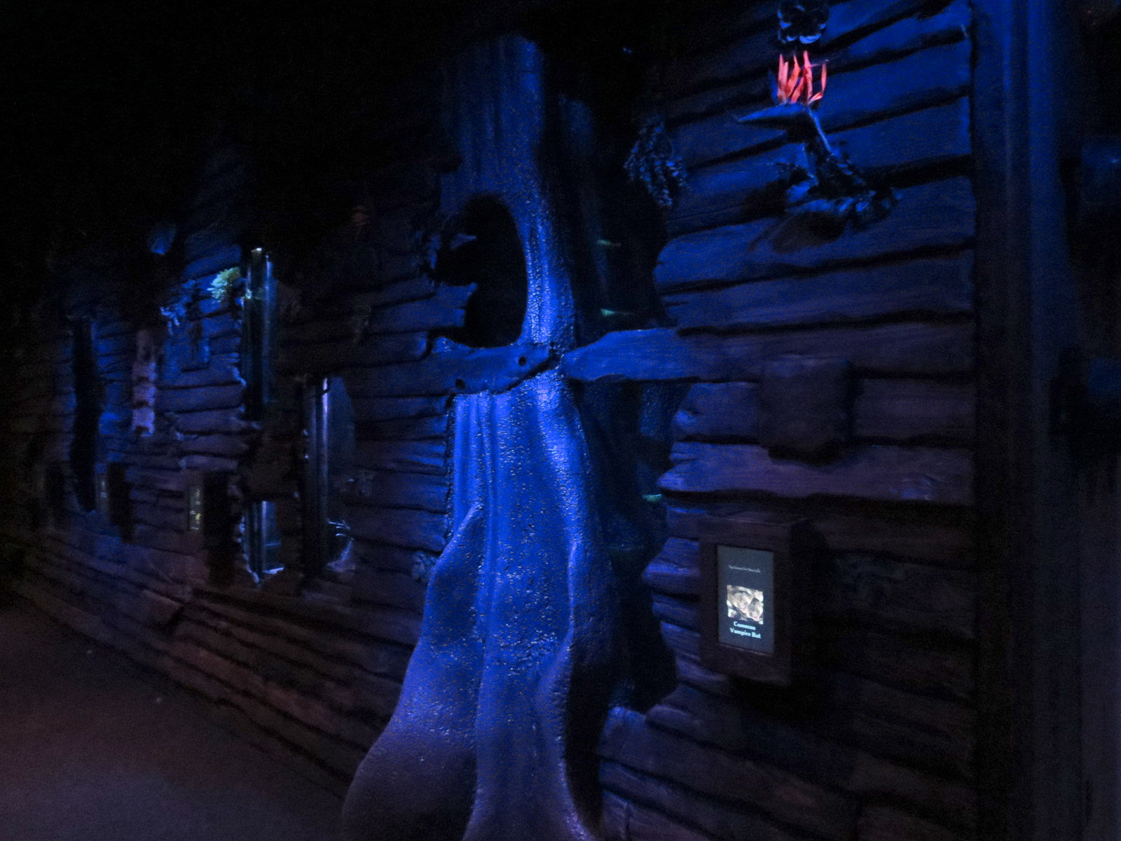 Bat House - Common Vampire Bat Exhibit