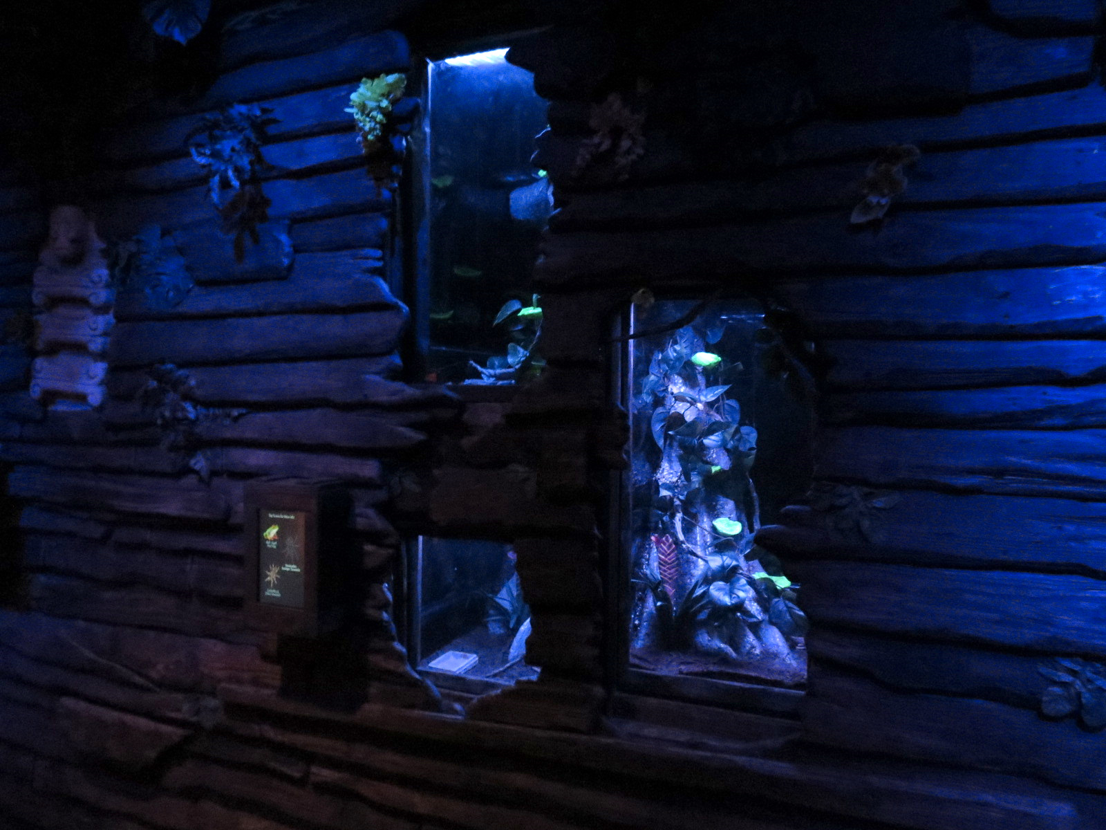 Bat House - Red-eyed Tree Frog Exhibit and Tarantula Exhibits