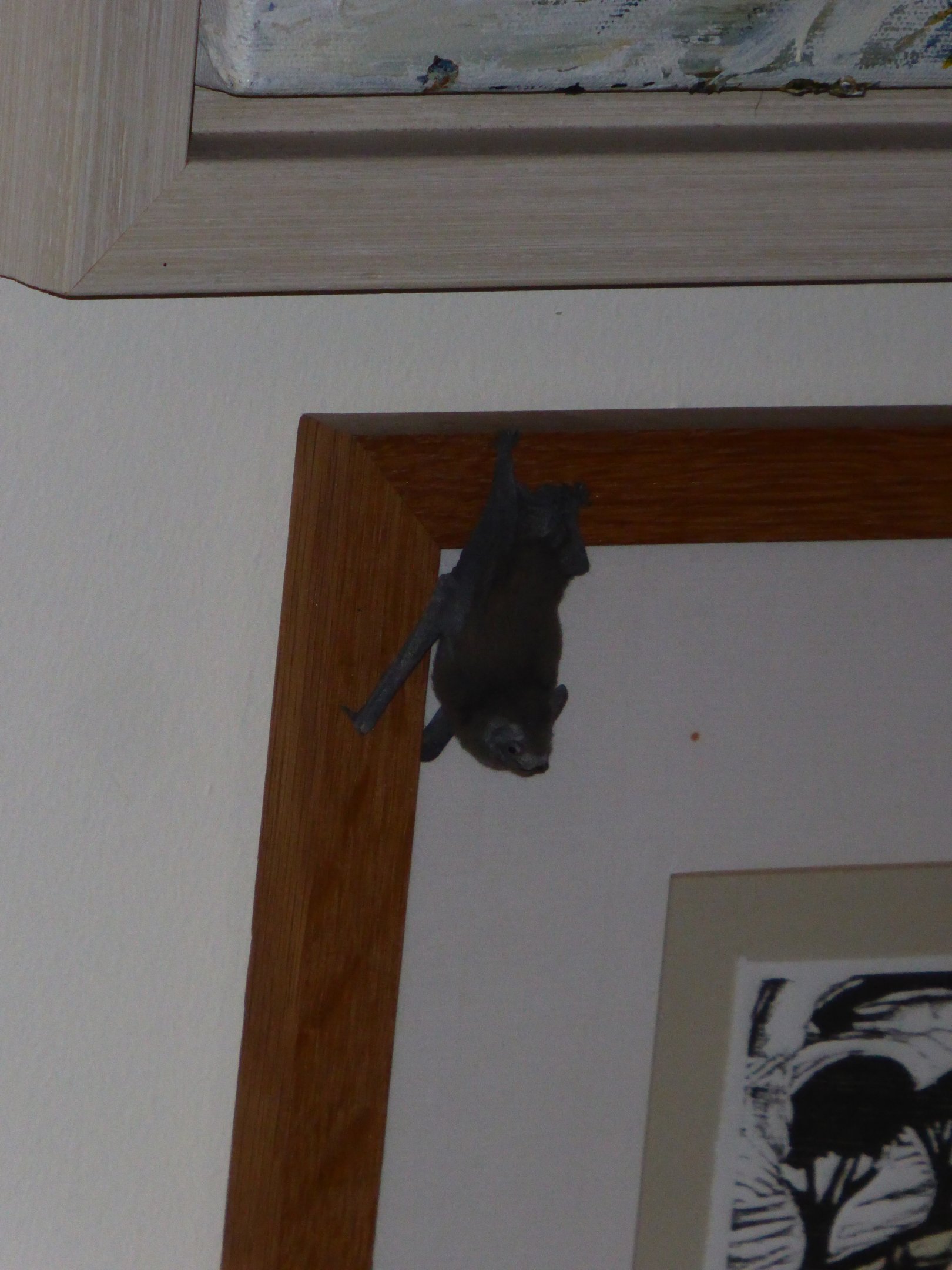Bat ID - Pipistrelle? Daubentons?
