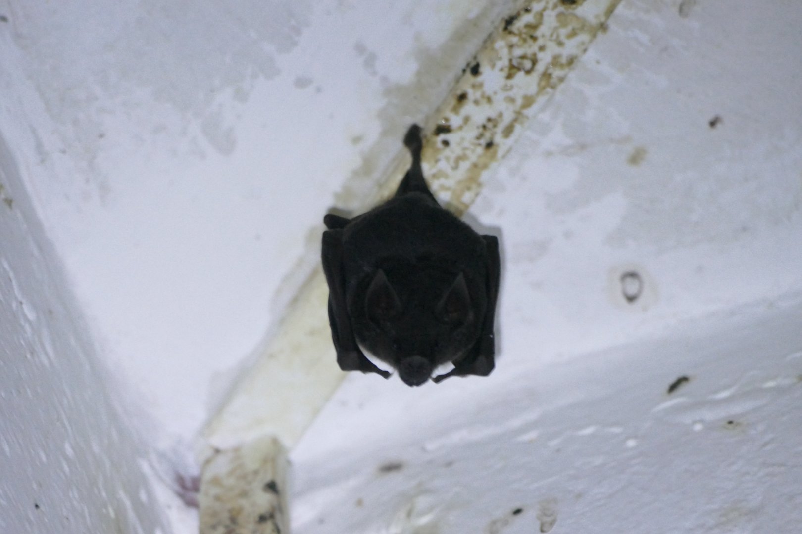 Bat ID