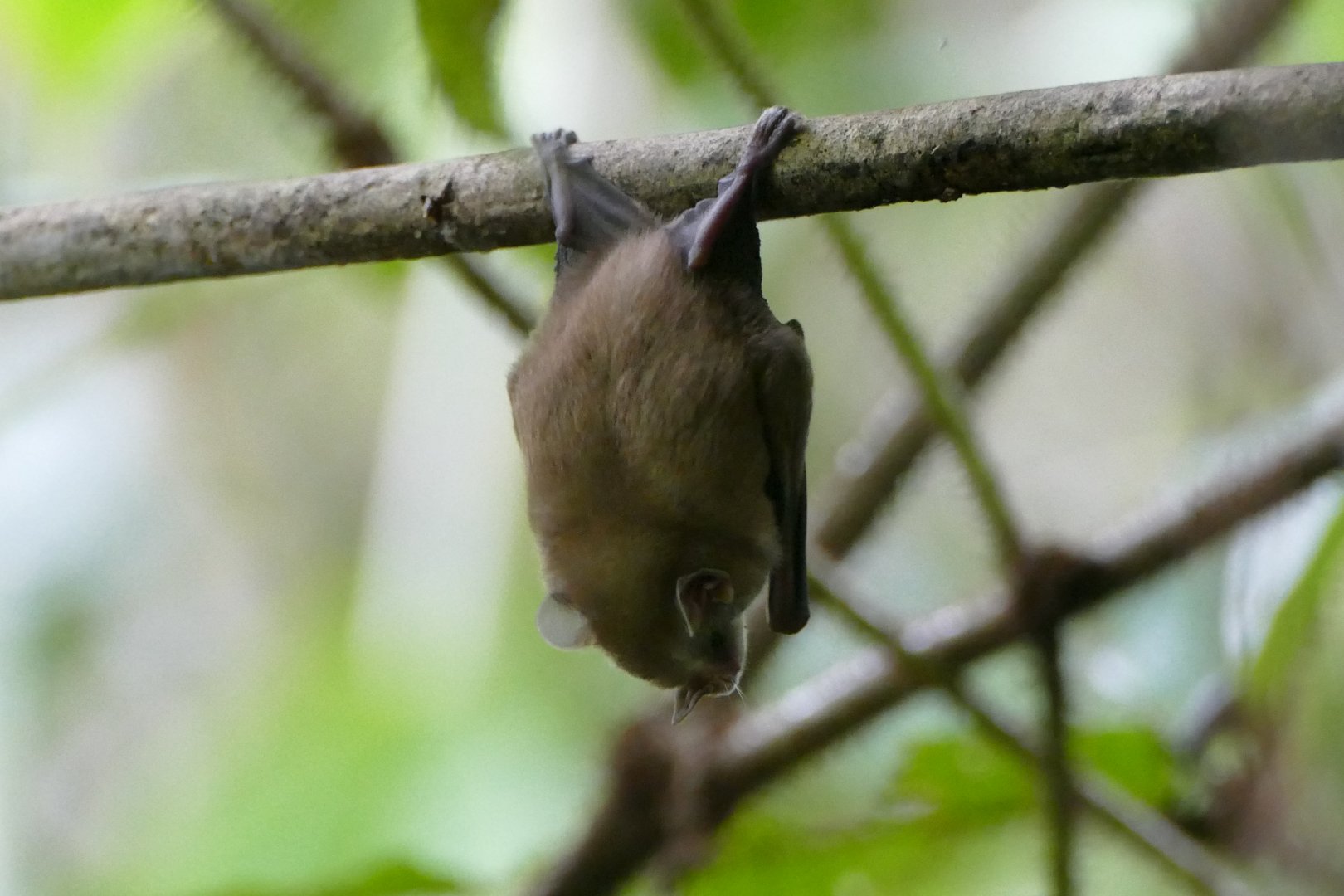 Bat ID