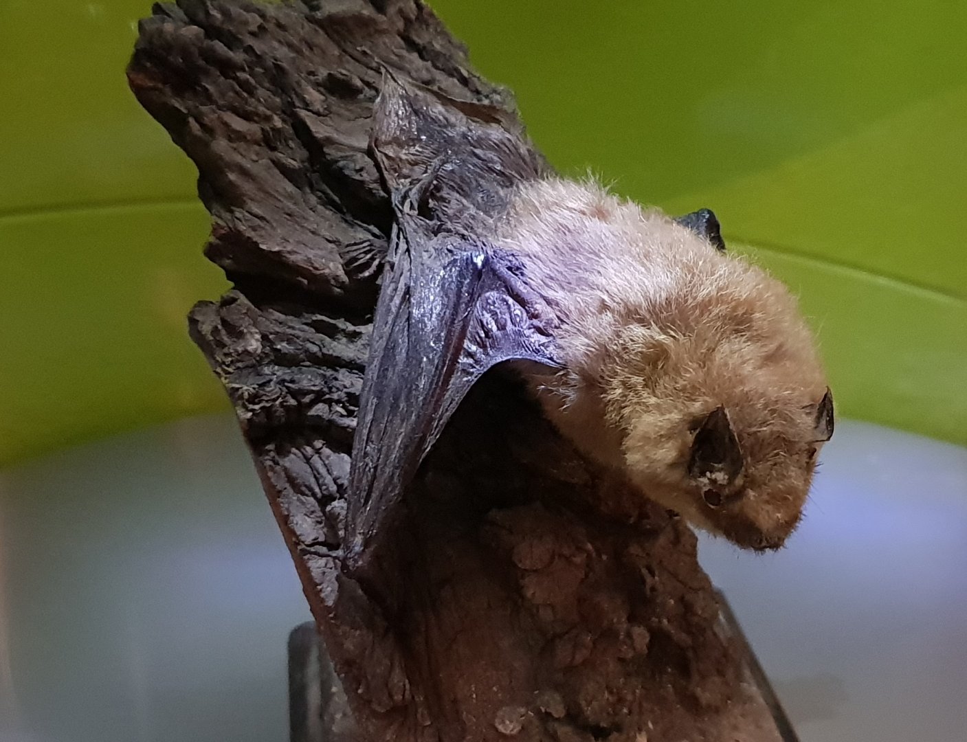 Bat ID