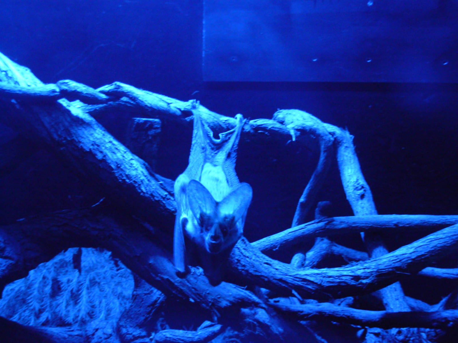 Bat in Nocturnal House - Adelaide Zoo