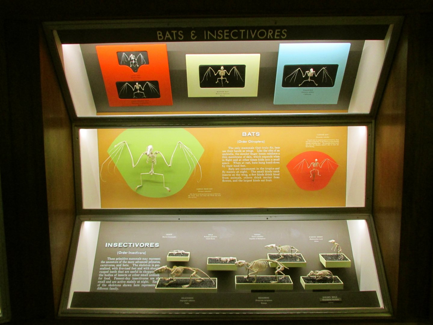 Bat & Insectivorous Mammal Skeletons