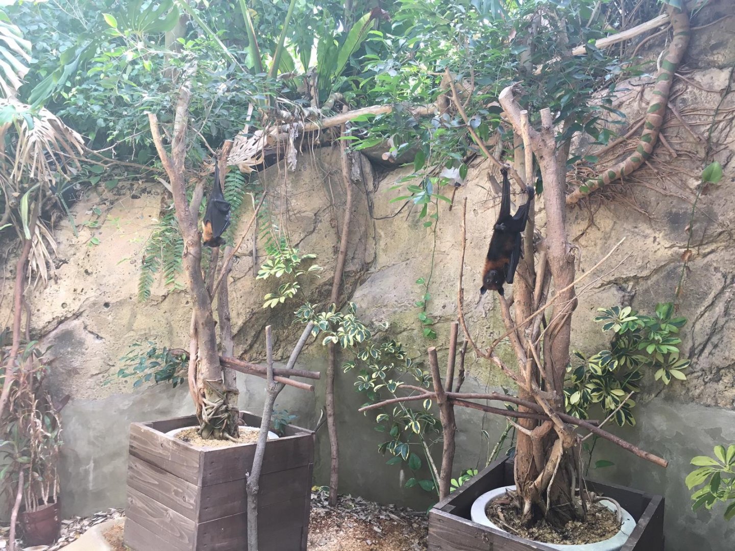 Bat on a stick-Nagasaki bio park