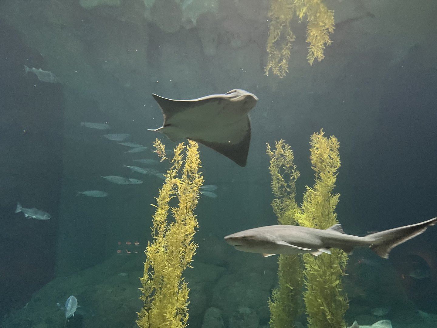 Bat Ray and seven gill shark…?