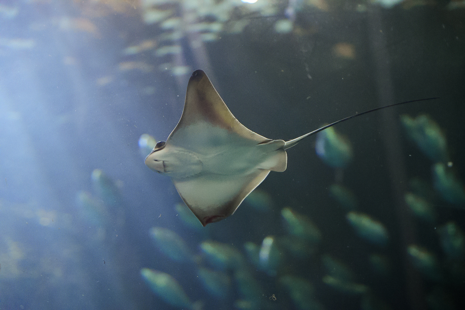 Bat Ray (juvenile)