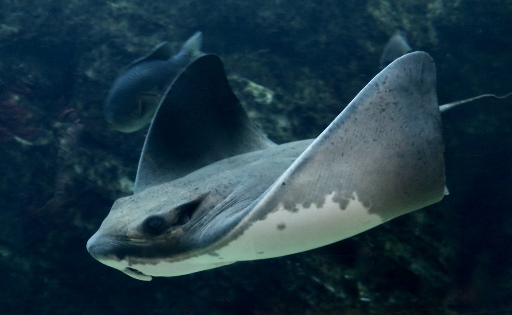 Bat Ray (Myliobatis californica)