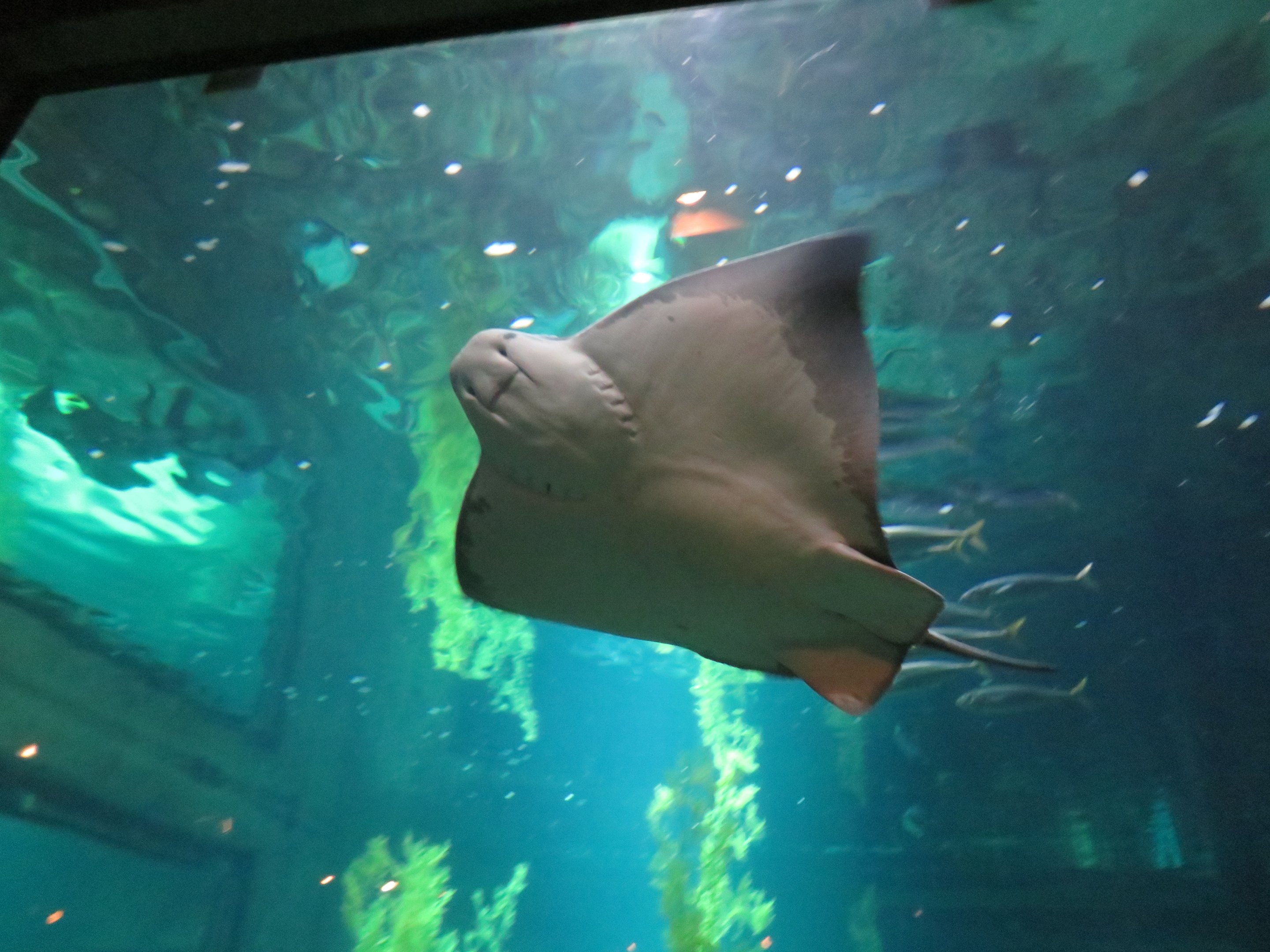 Bat Ray