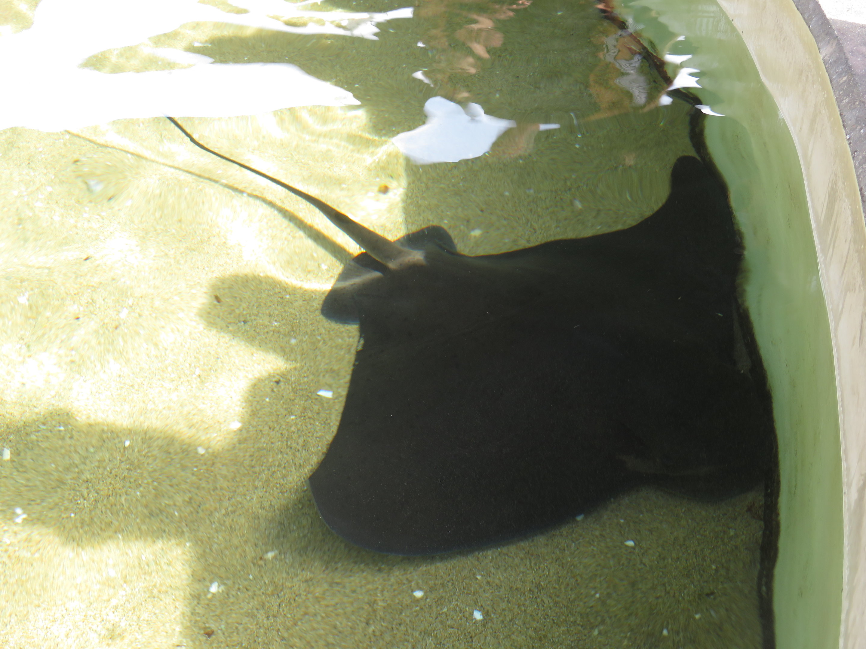 Bat Ray