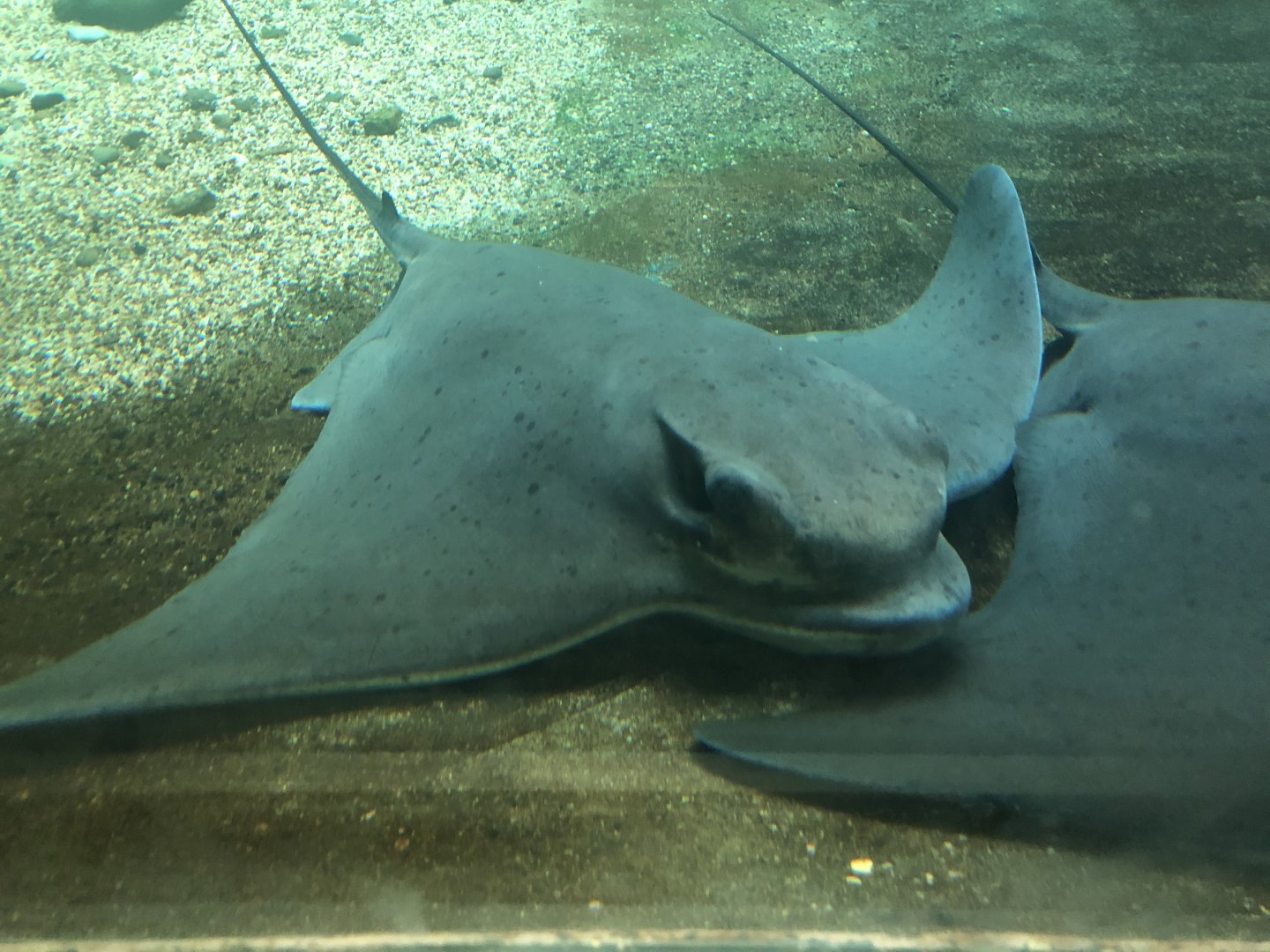 Bat rays