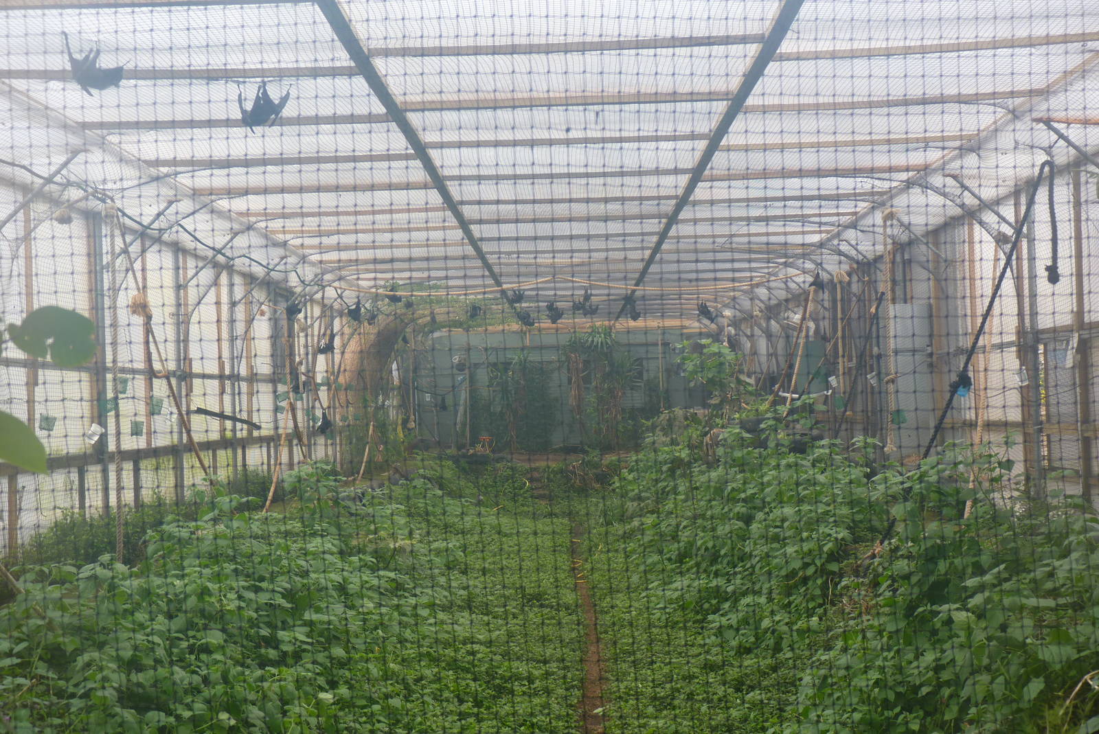 Bat Roost, April 2013