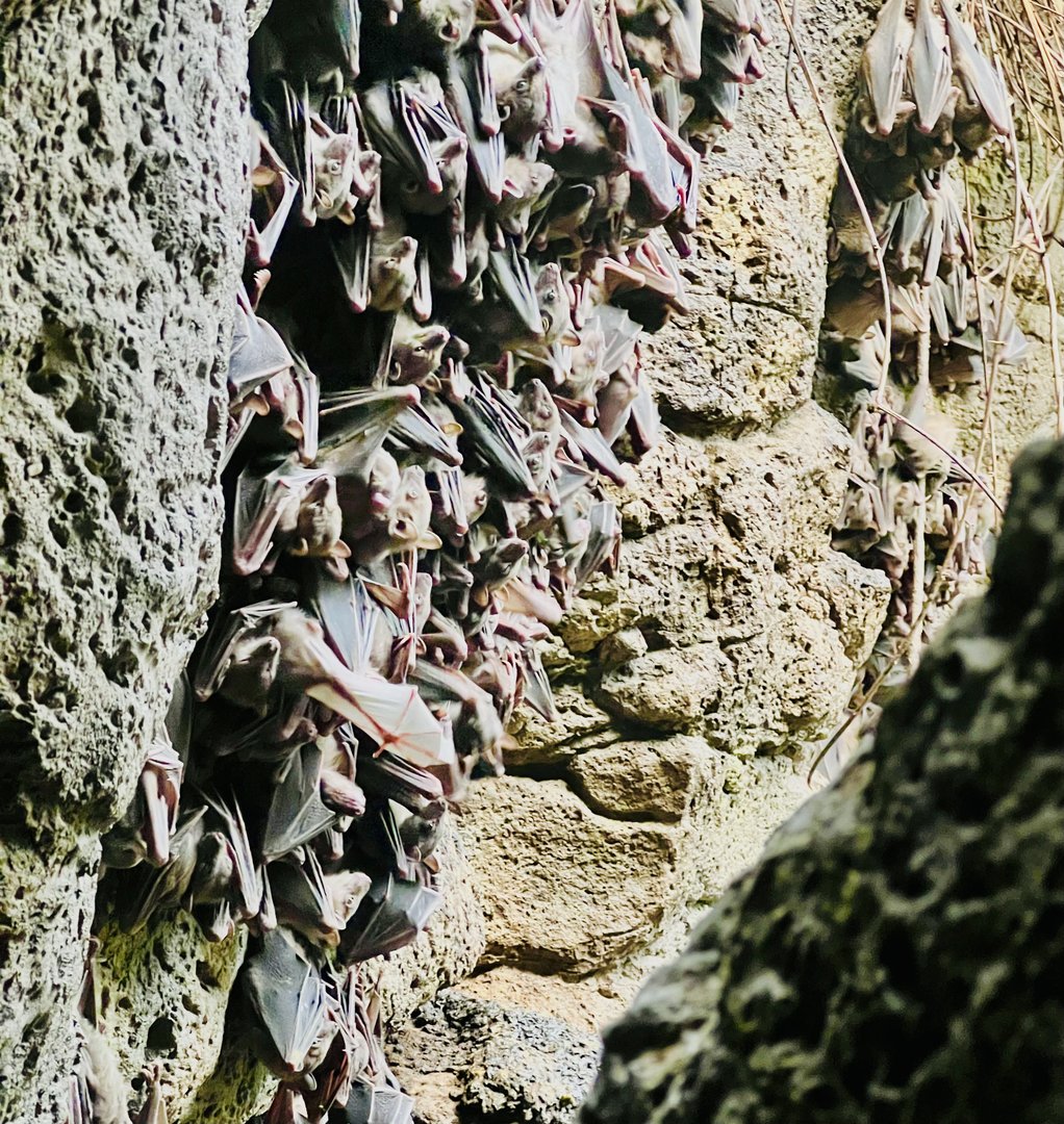 Bat roost