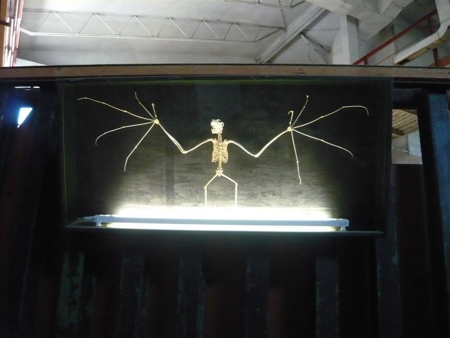 Bat skeleton