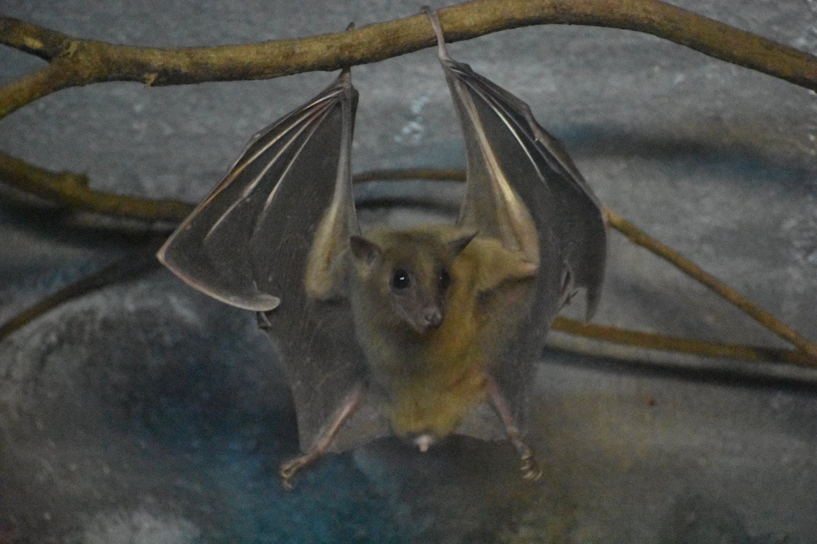 Bat (species ID needed. Egyptian fruit bat?)