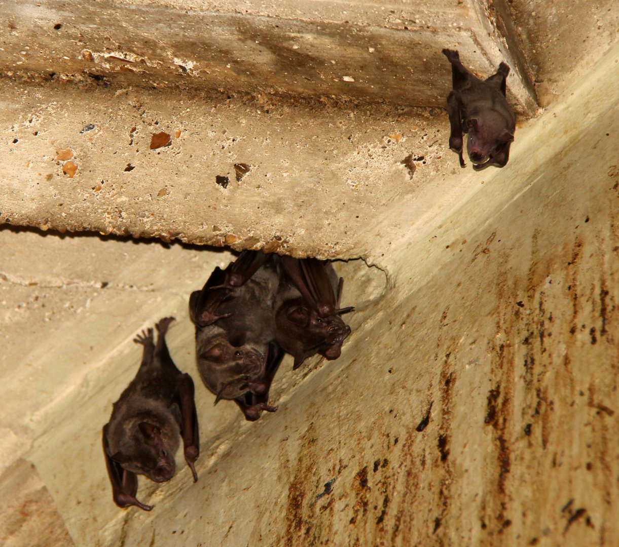Bat species ID? Two different species? Jamaican fruit bat (Artibeus jamaicensis) group on left?
