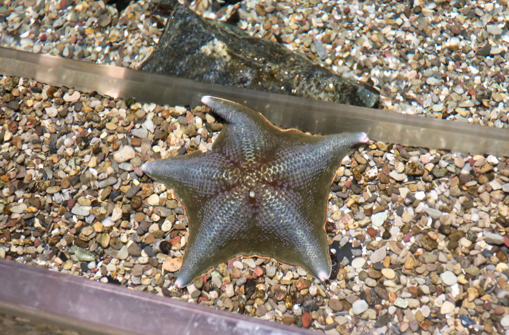 Bat Star (Patiria miniata)
