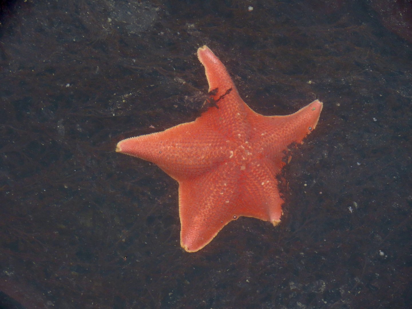 Bat Star (Patiria miniata)