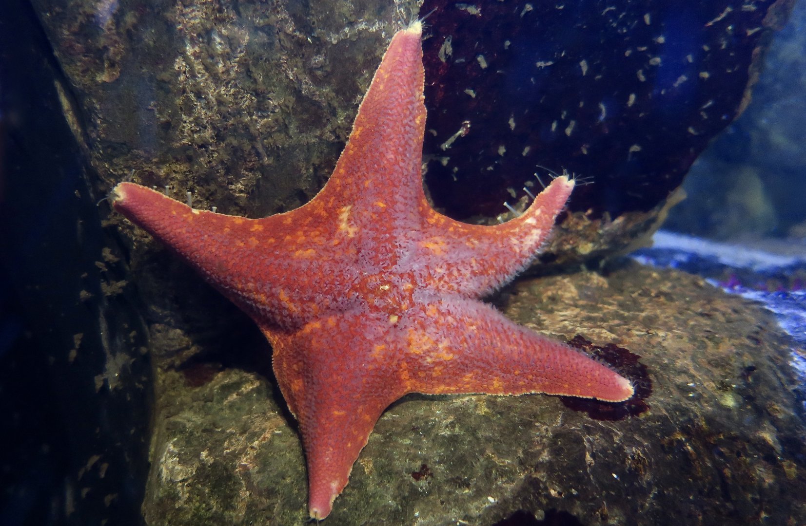 Bat Star (Patiria miniata)