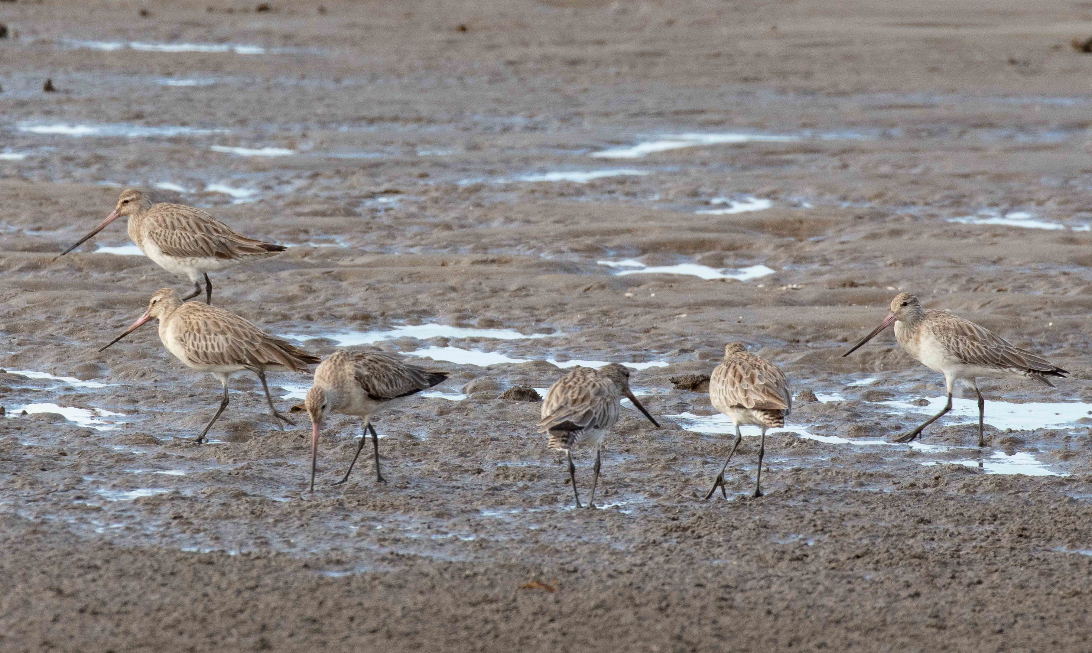 Bat-tailed Godwits