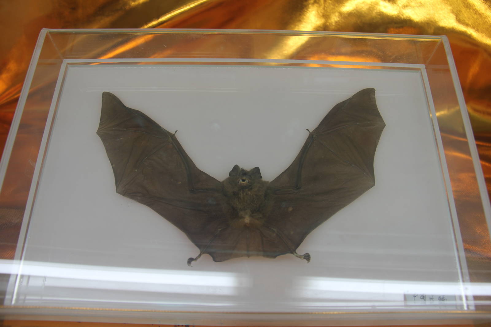 Bat