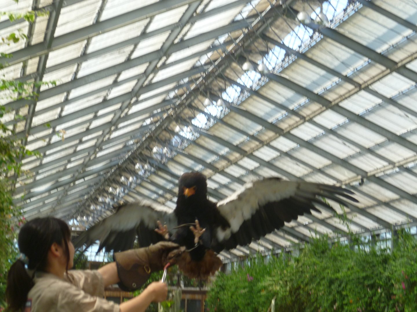 Bataleur in falconry show Kobe animal kingdom July 2016