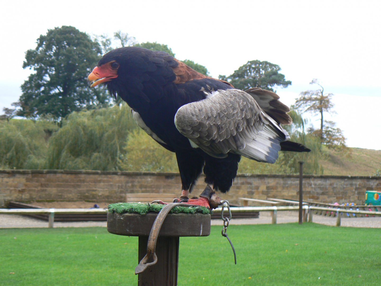 Bateleur - 27 October 2016