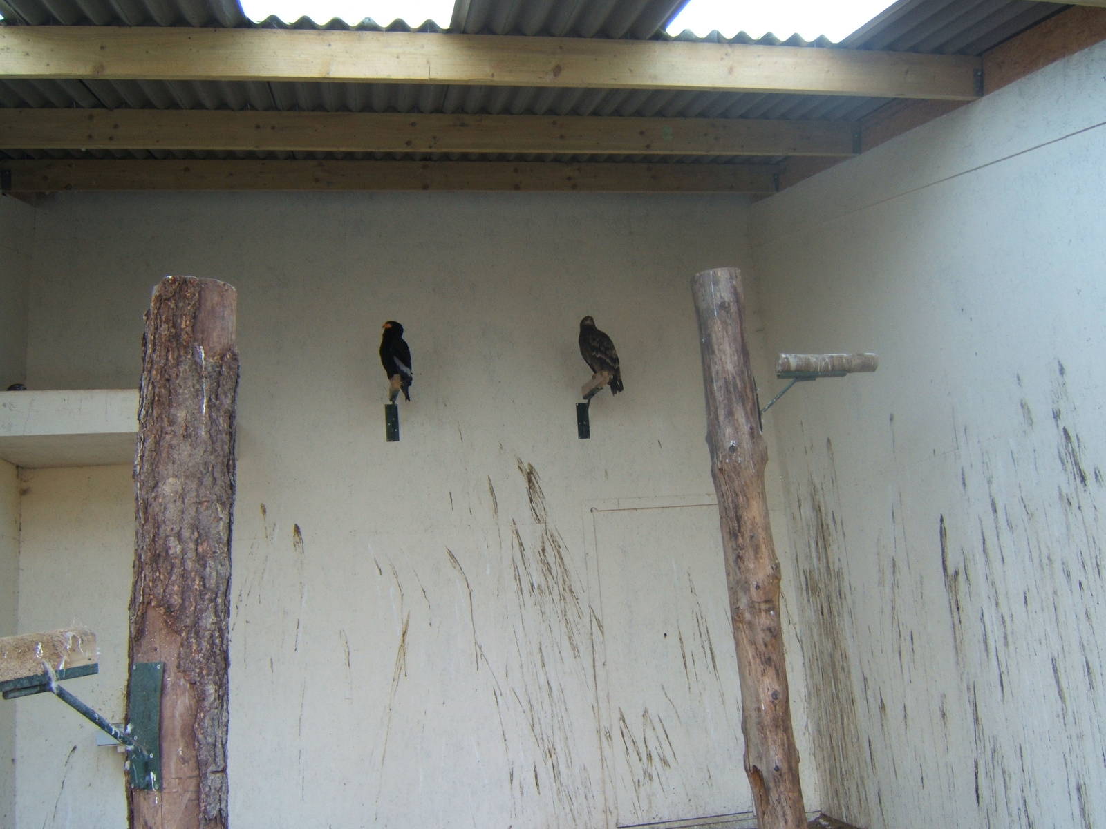 Bateleur and Steppe Eagle