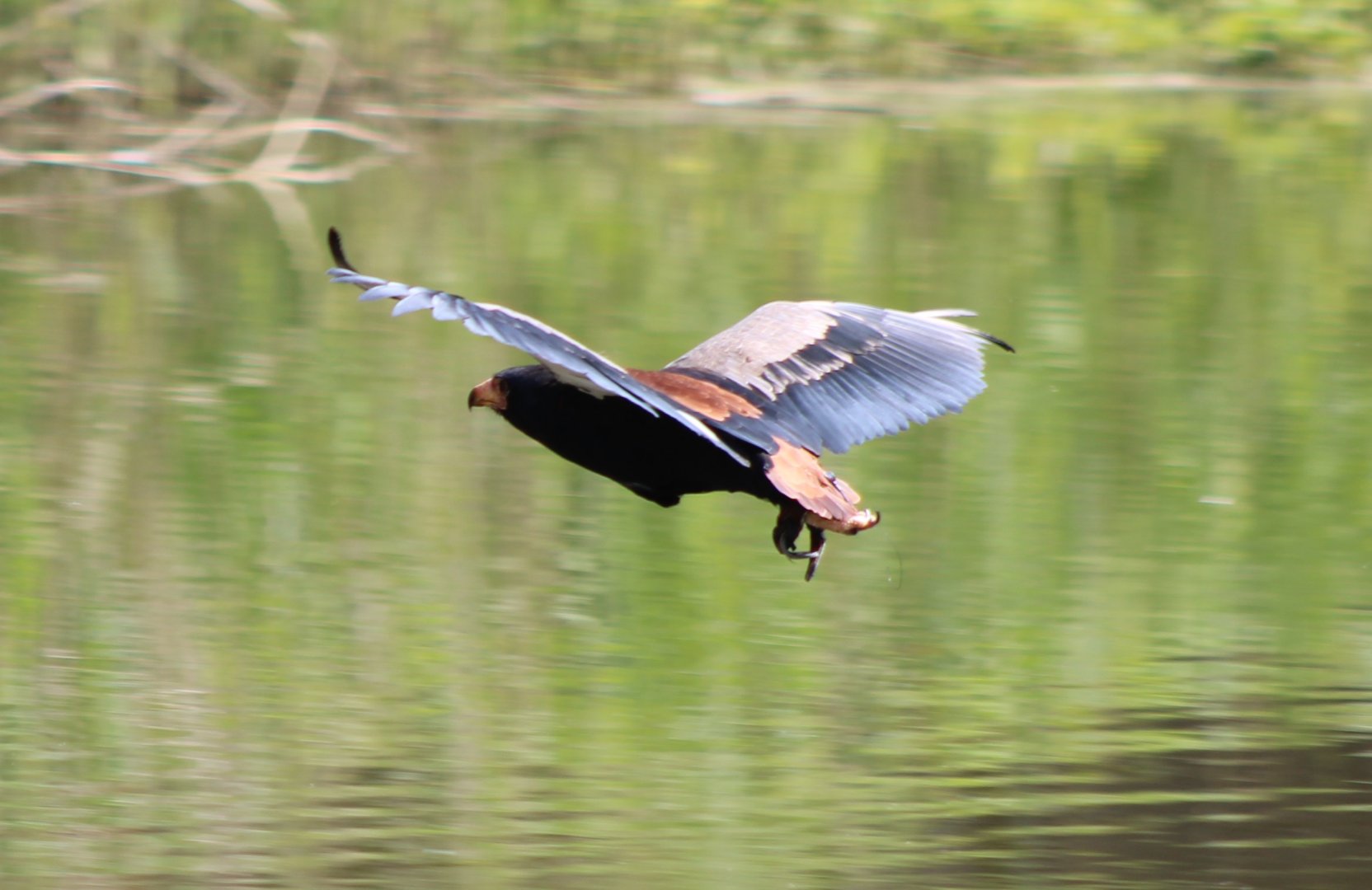 Bateleur at the Bird-show