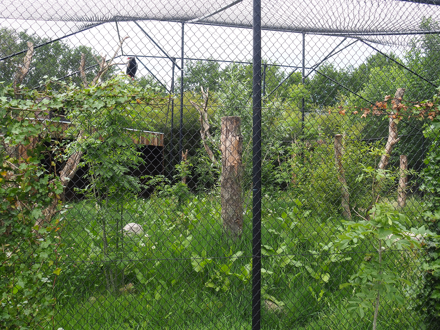 Bateleur aviary, 2022-05-17