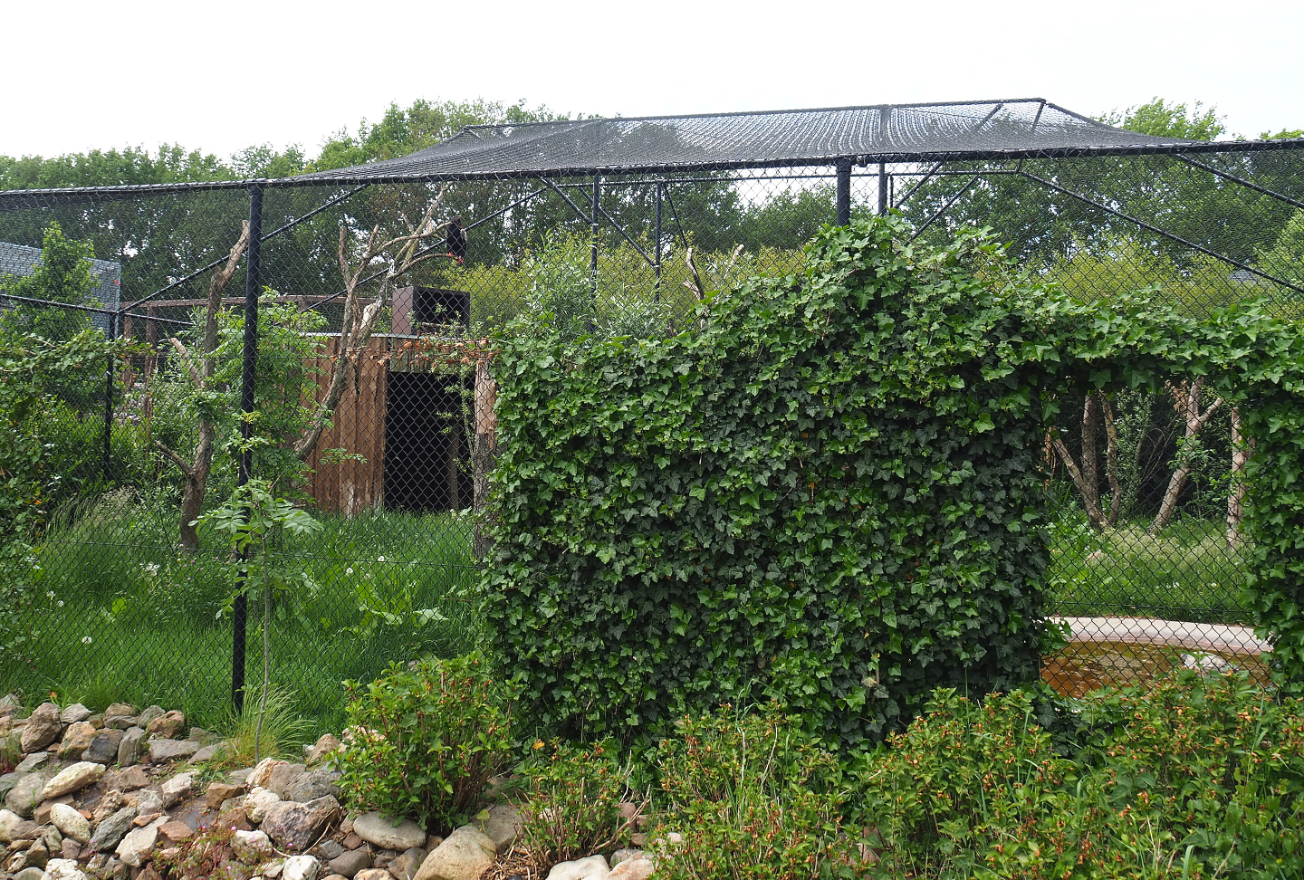 Bateleur aviary, 2022-05-17