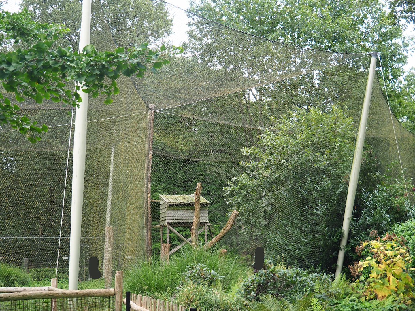 Bateleur aviary, 2023-08-17