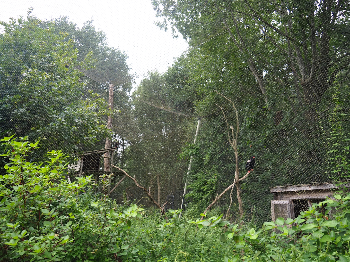 Bateleur aviary, 2023-08-17