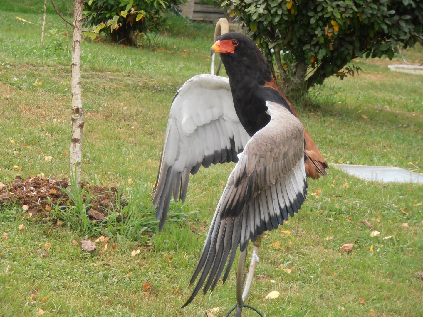 Bateleur (Cabarceno 2013)