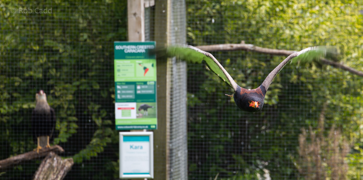 Bateleur : Cotswold Falconry Centre : 04 Sep 2020