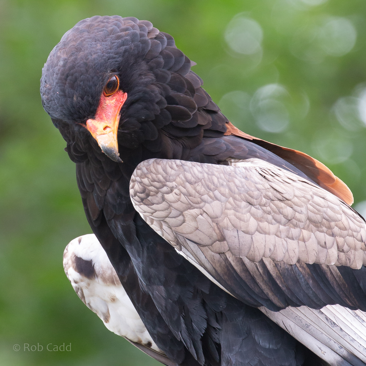 Bateleur : Cotswold Falconry Centre : 04 Sep 2020