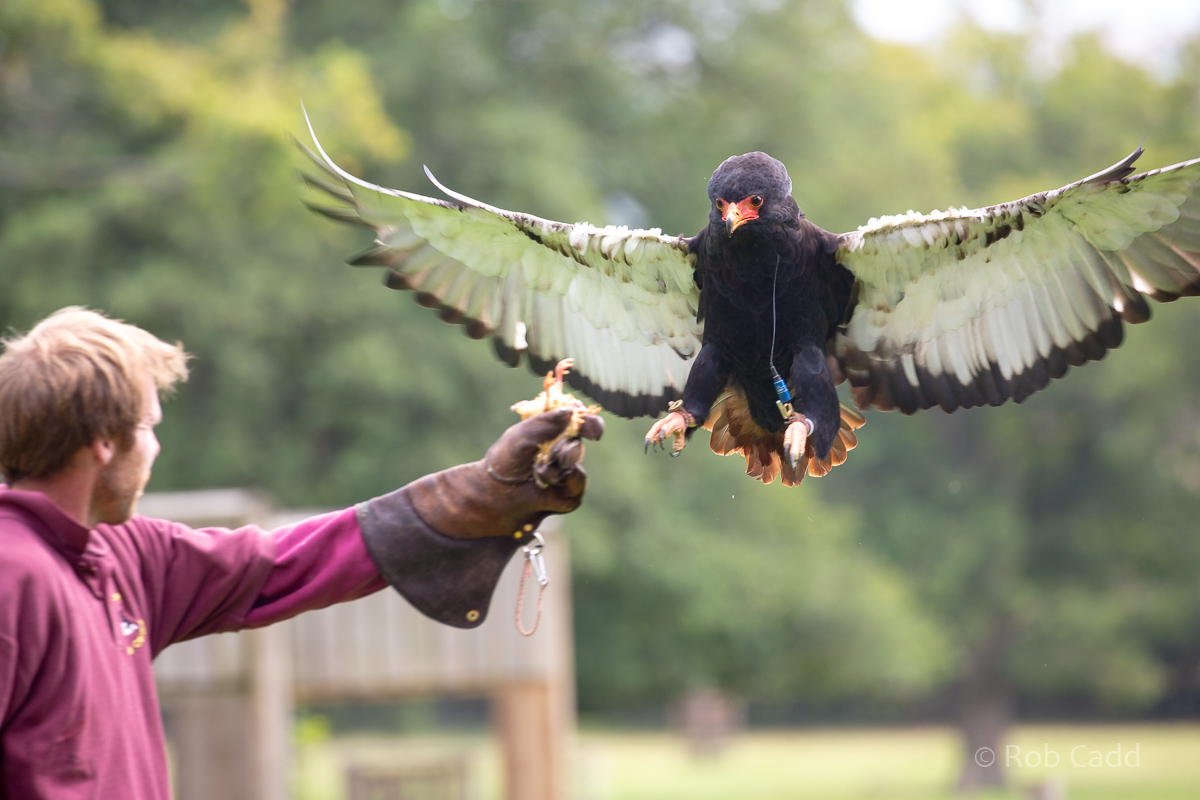 Bateleur : Cotswold Falconry Centre : 04 Sep 2020