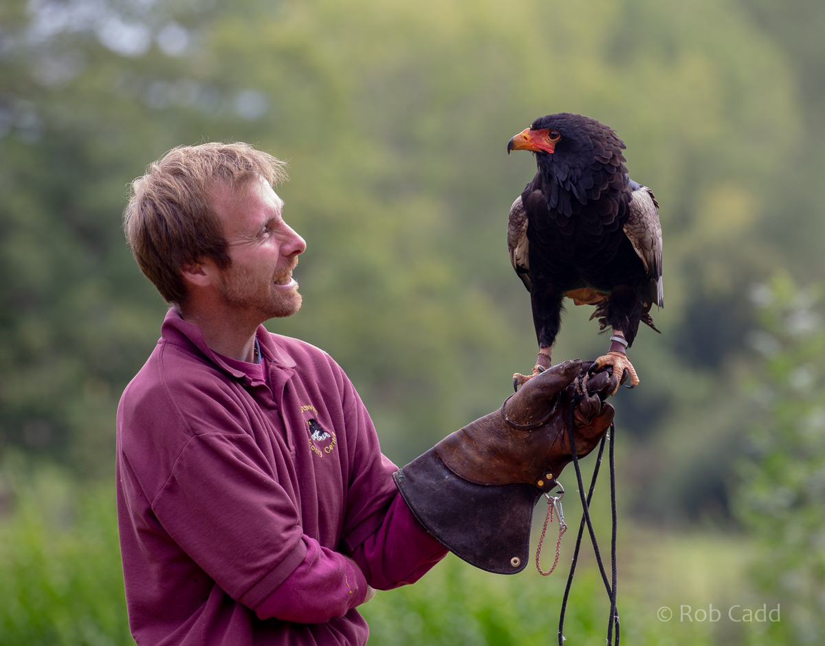 Bateleur : Cotswold Falconry Centre : 04 Sep 2020