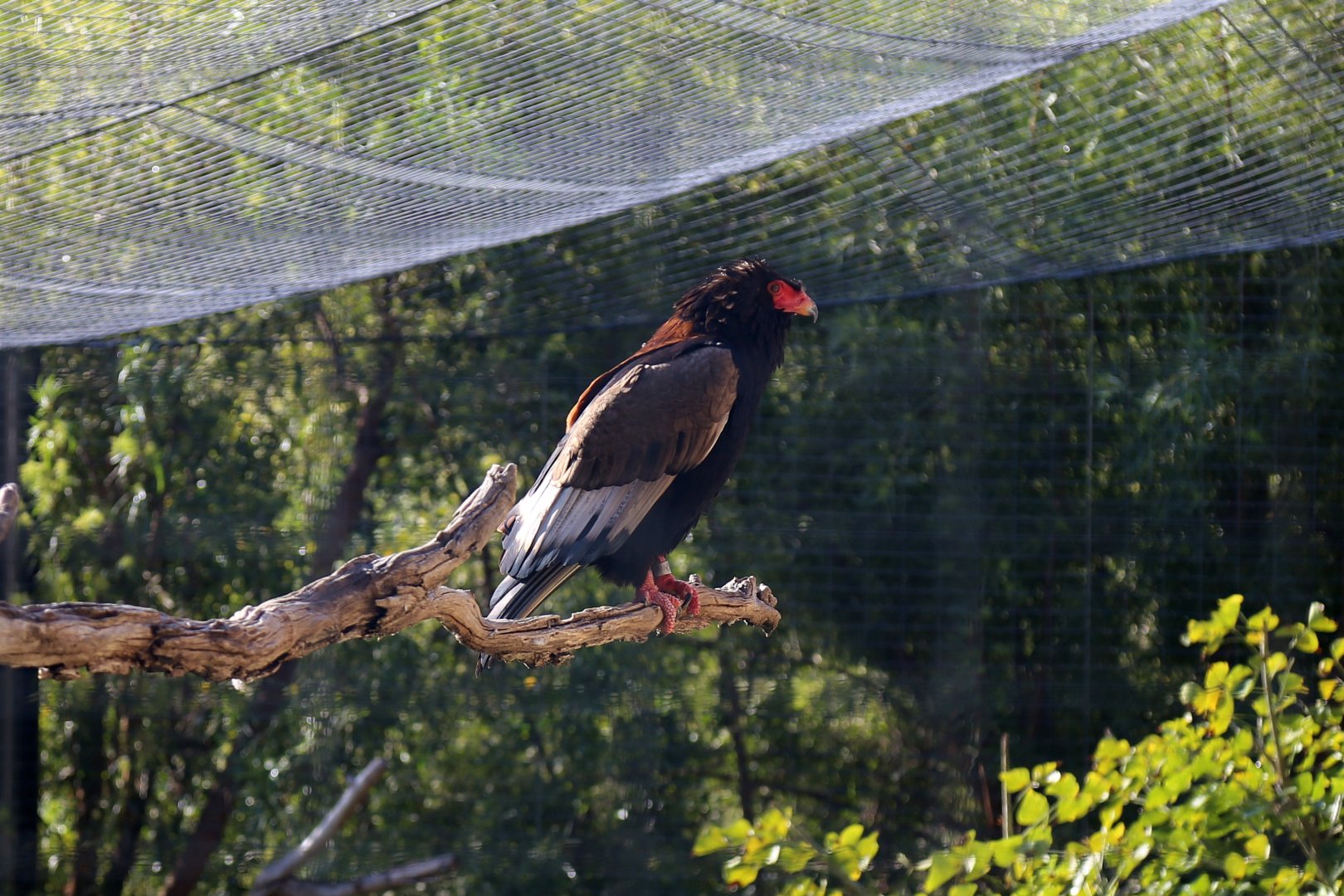 Bateleur, December 2019