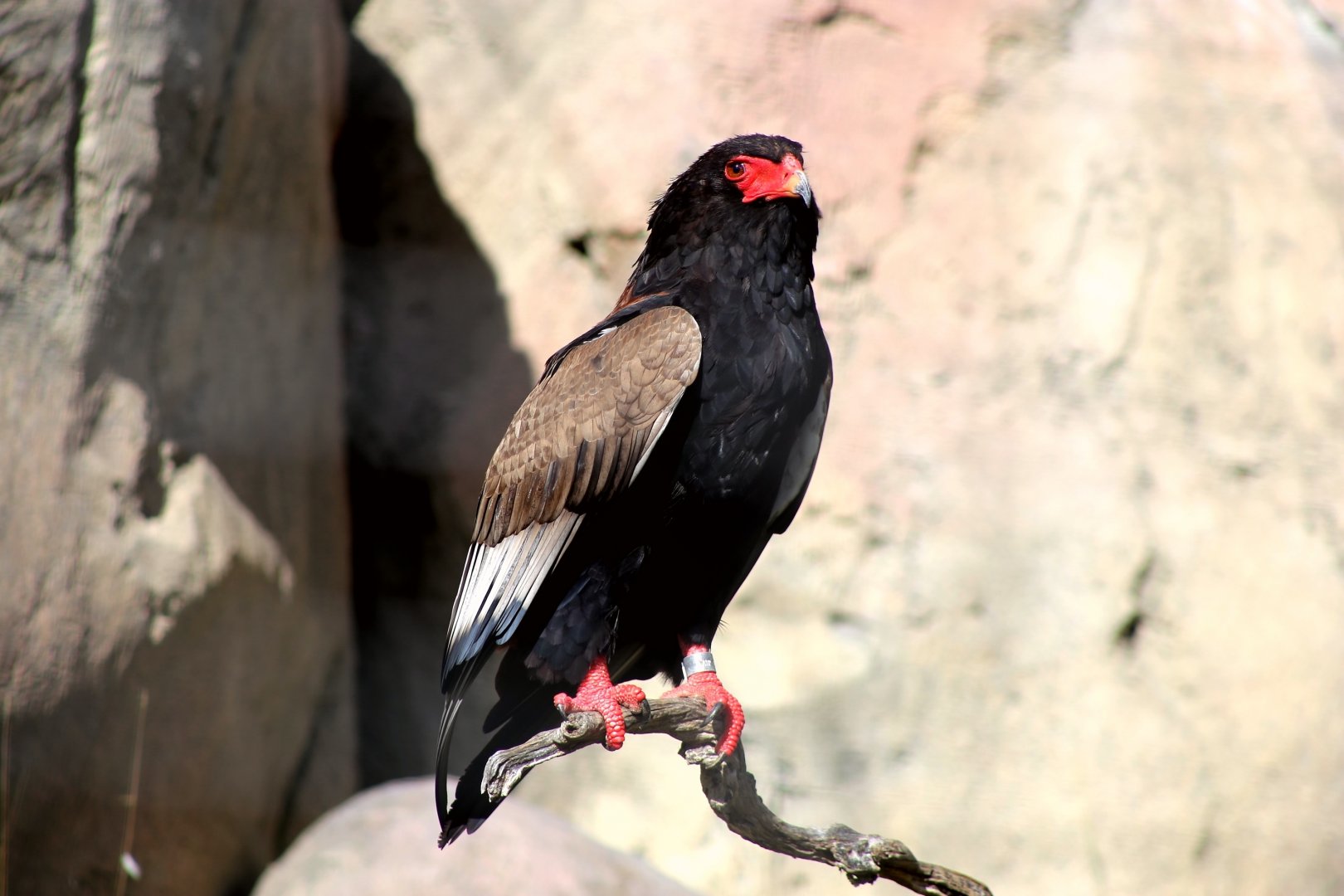 Bateleur, December 2019