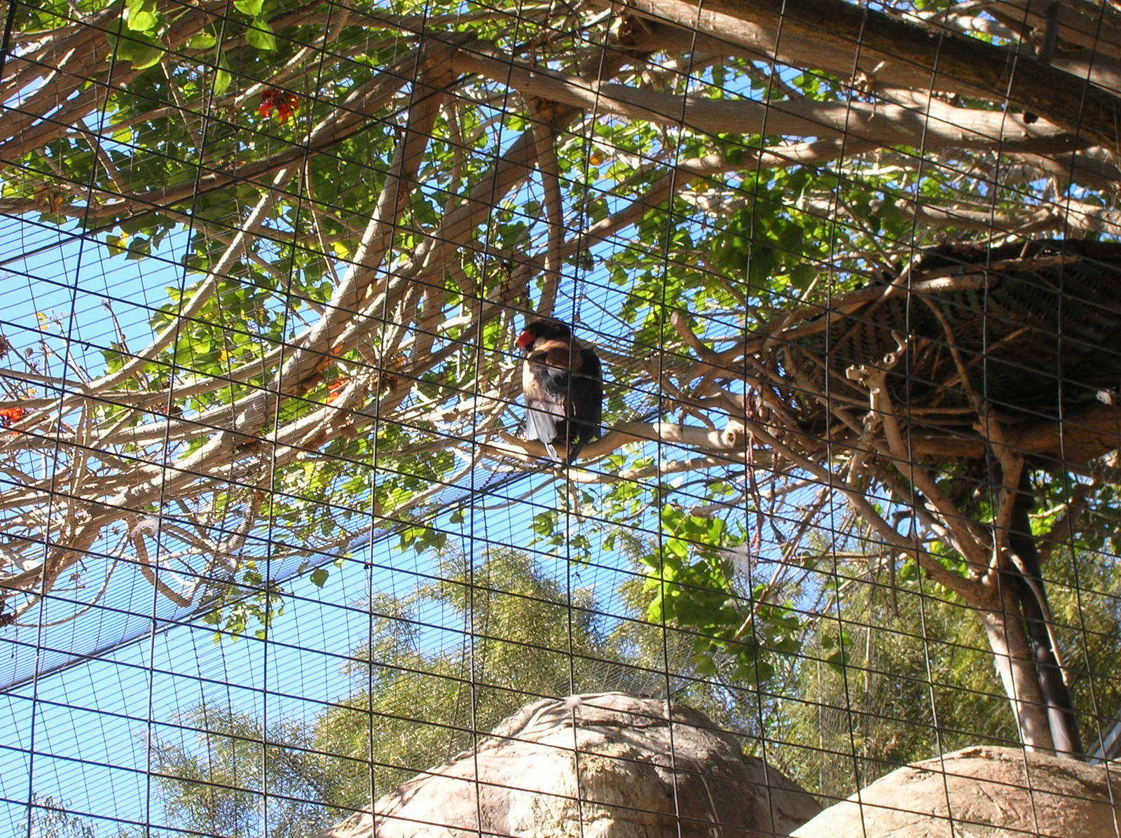 Bateleur Eagle 1-28-09