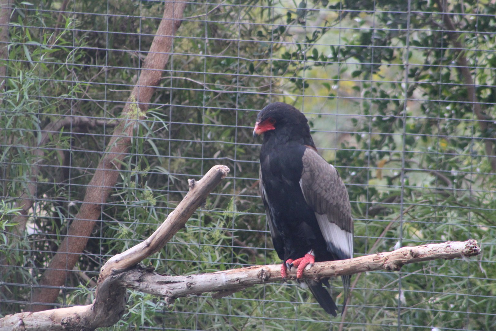 Bateleur Eagle - Africa Rocks