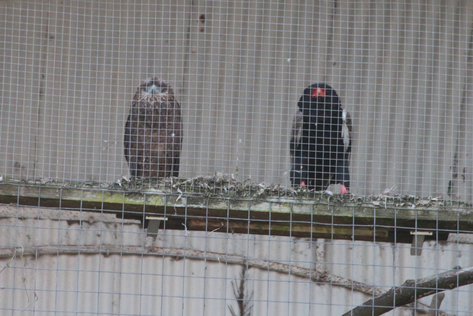 Bateleur Eagle and chick