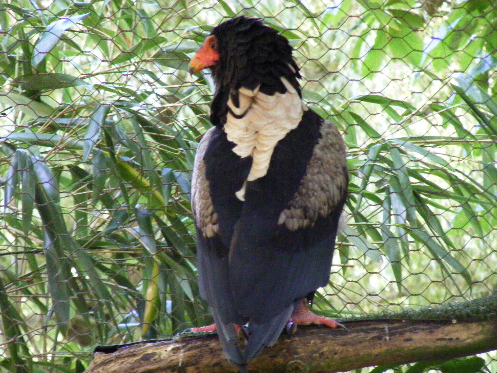 Bateleur eagle at Birdworld, 20 June 2010