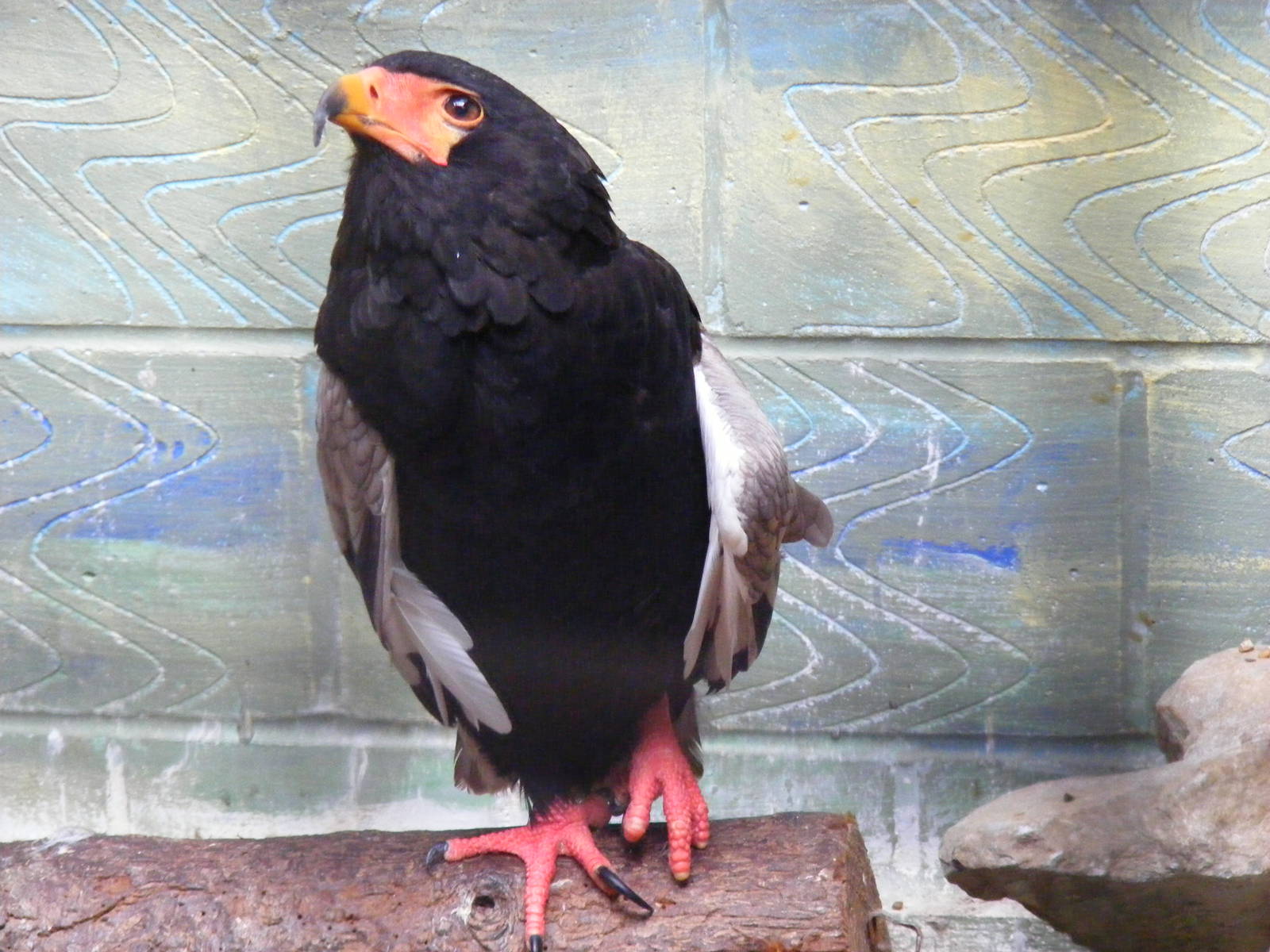 Bateleur eagle at Eagle Heights, 10 September 2011